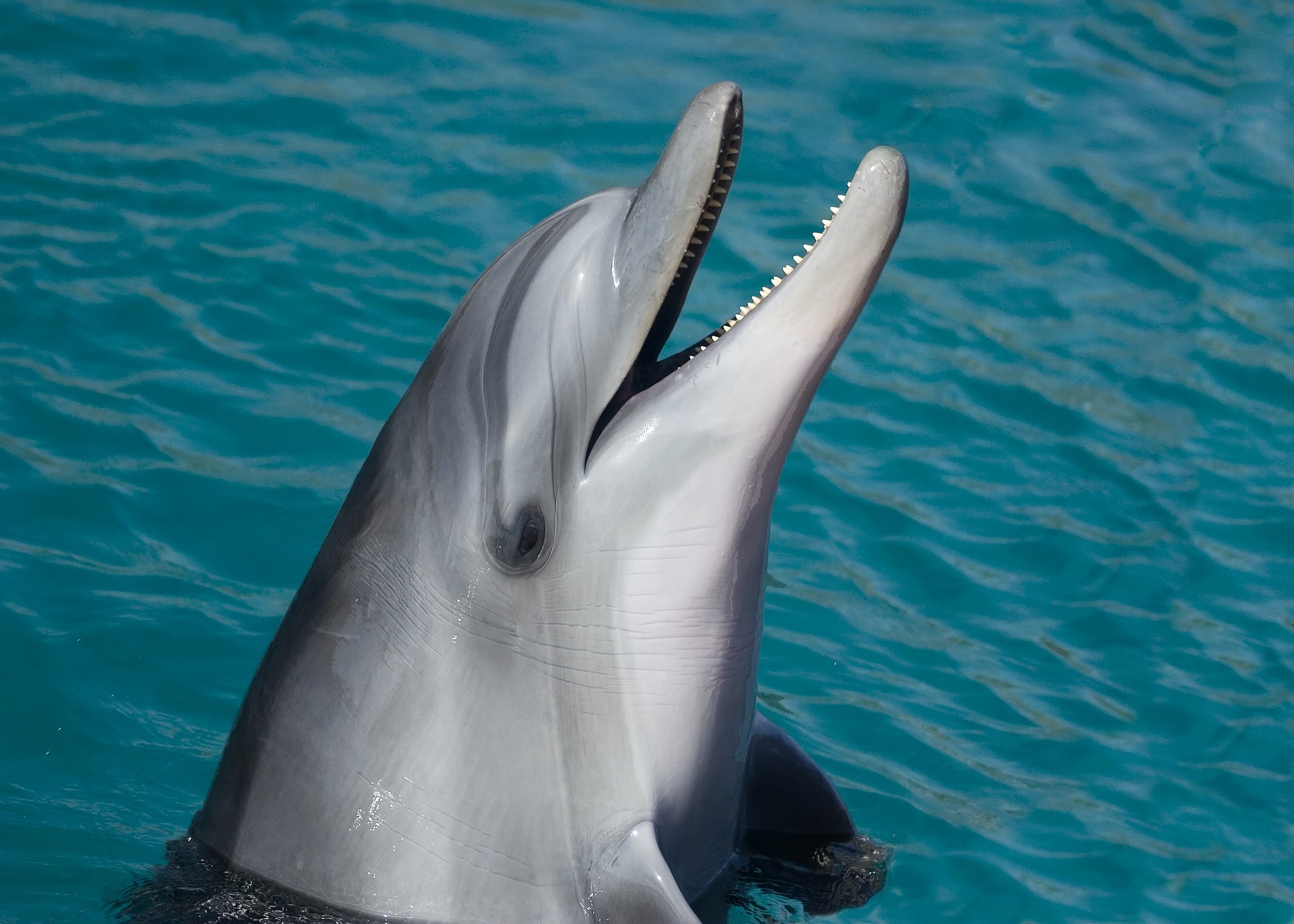 Key Largo – Swim with a Dolphin